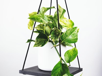 贾马尔·穆西亚拉球员肖像 - 德国队年轻中场在比赛中控球